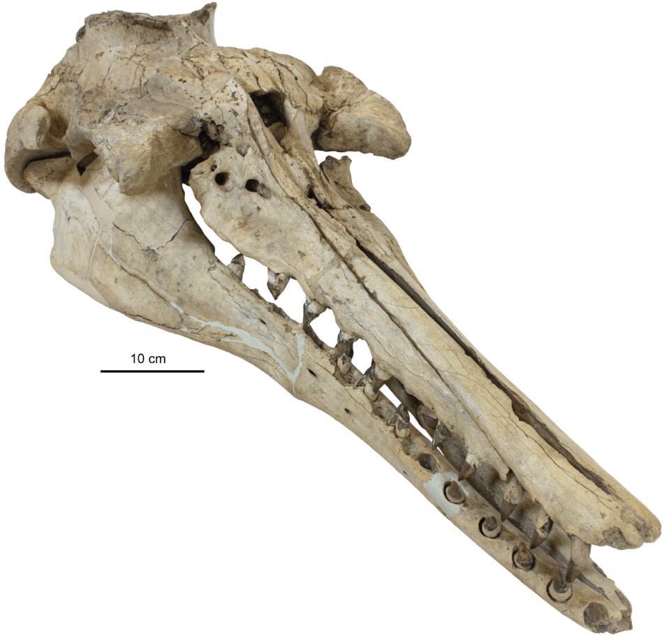 Skull of an ancient dolphin, long snout with may teeth.