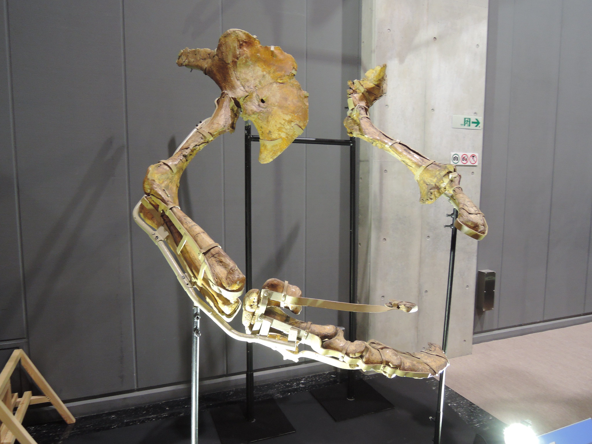 The forelimbs and huge claws of Therizinosaurus on display at the Nagoya City Science Museum, Japan. The forelimbs and huge claws of Therizinosaurus on display at the Nagoya City Science Museum, Japan.