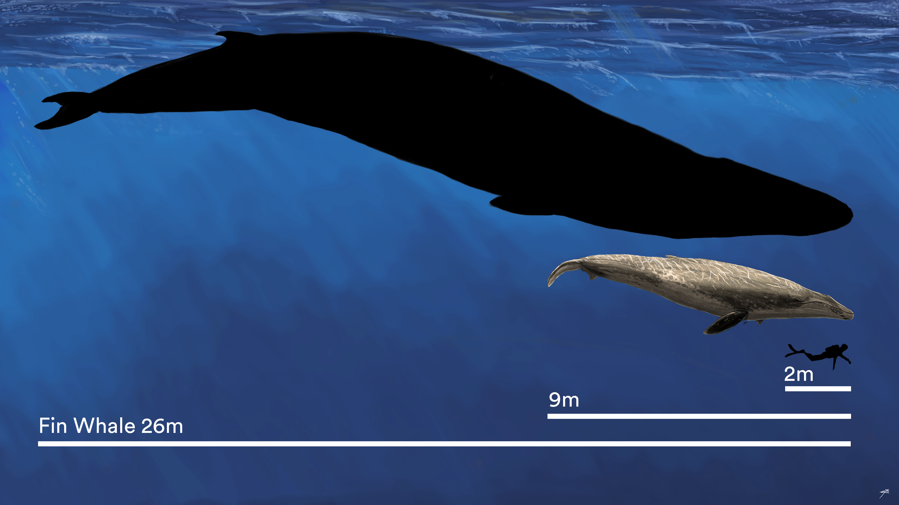 size comparison of a fin whale, Murray whale and a diver