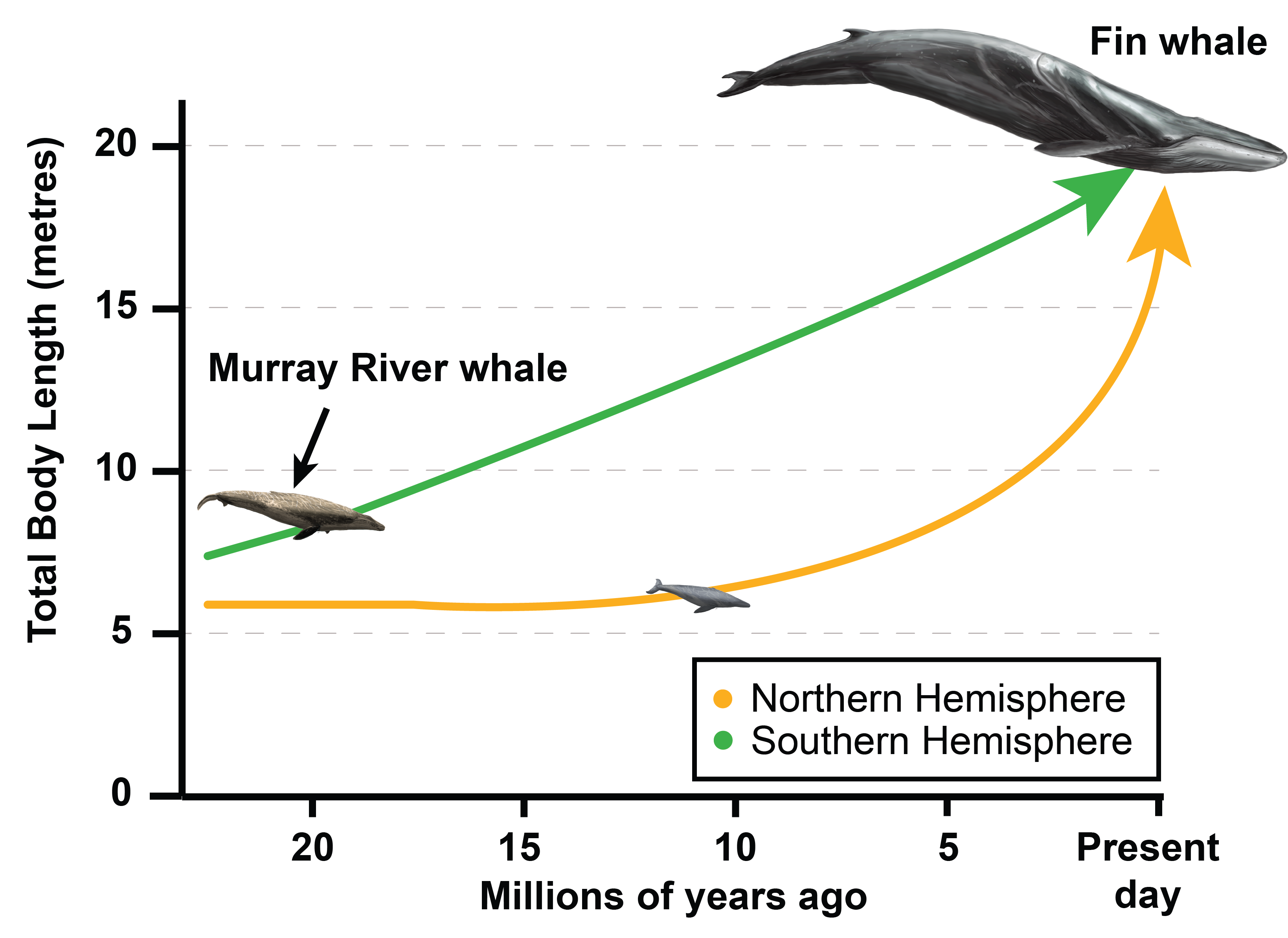 Northern hemisphere whales were thought to have experienced a long period of size stability, followed by rapid growth. It seems likely this took place when the southern hemisphere whales crossed the equator