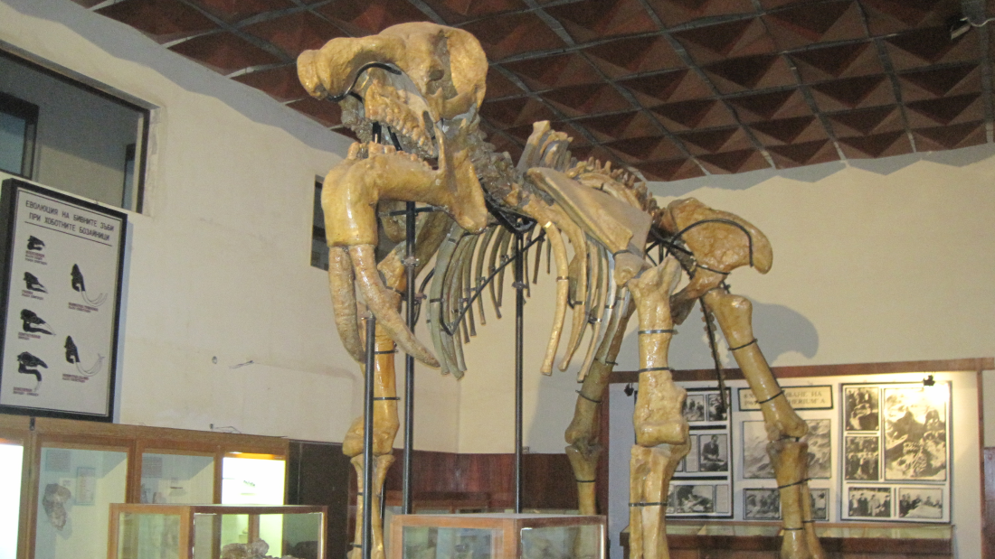 Deinotherium giganteum