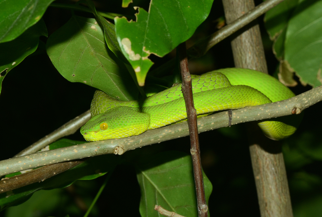 Very bright green snake in tree at night. Bright yellow eyes. Very bright green snake in tree at night. Bright yellow eyes.