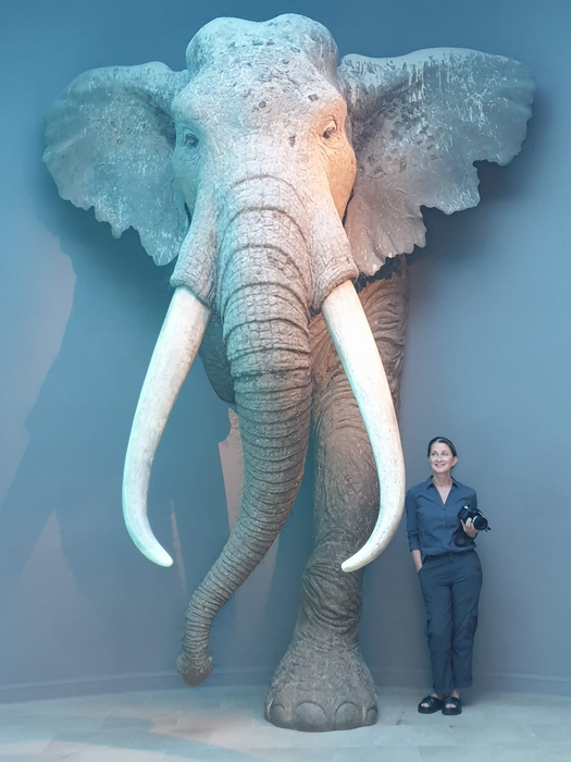 Dr Sabine Gaudzinski-Windheuser with a life-sized reconstruction of a bull straight-tusked elephant (P. antiquus), in the Landesmuseum for Vorgeschichte, Halle.