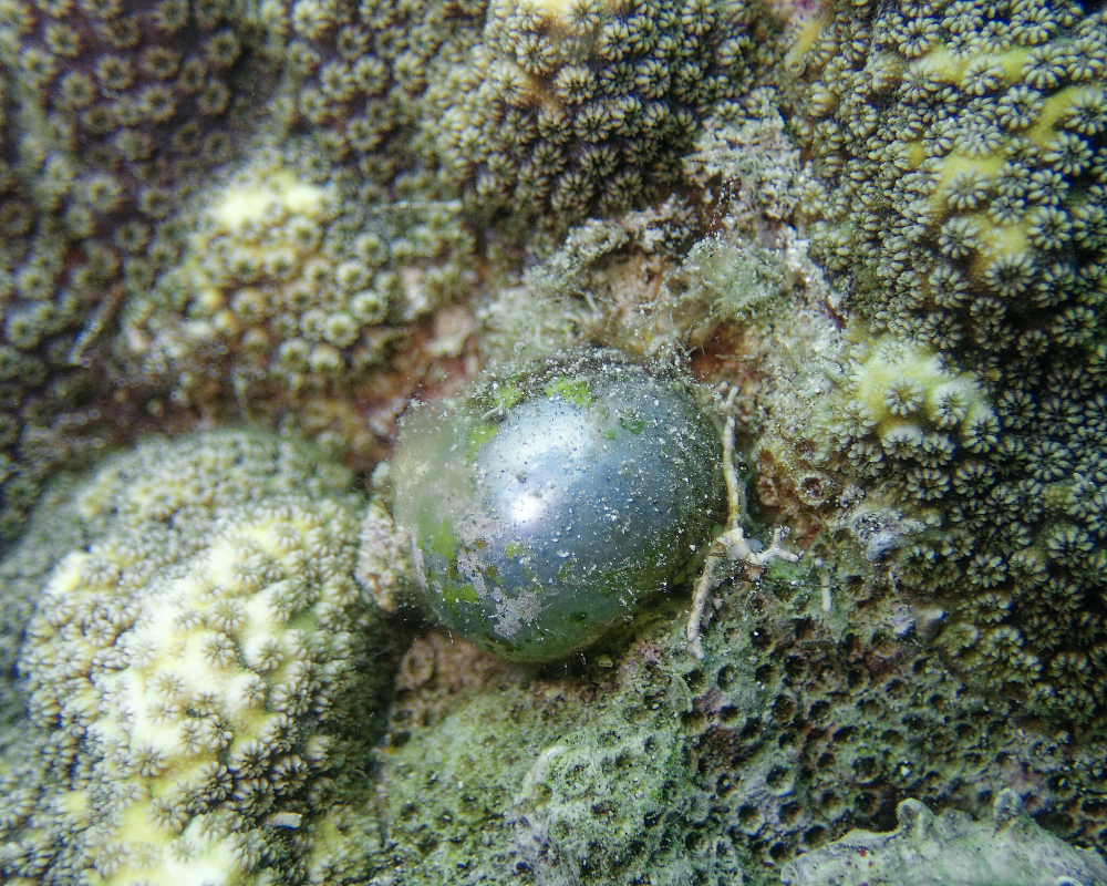 sailor’s eyeball alga, Valonia ventricosa