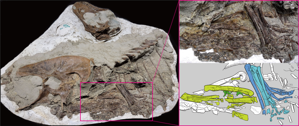 gorgosaurus stomach contents preserves in a 75 million year old fossil