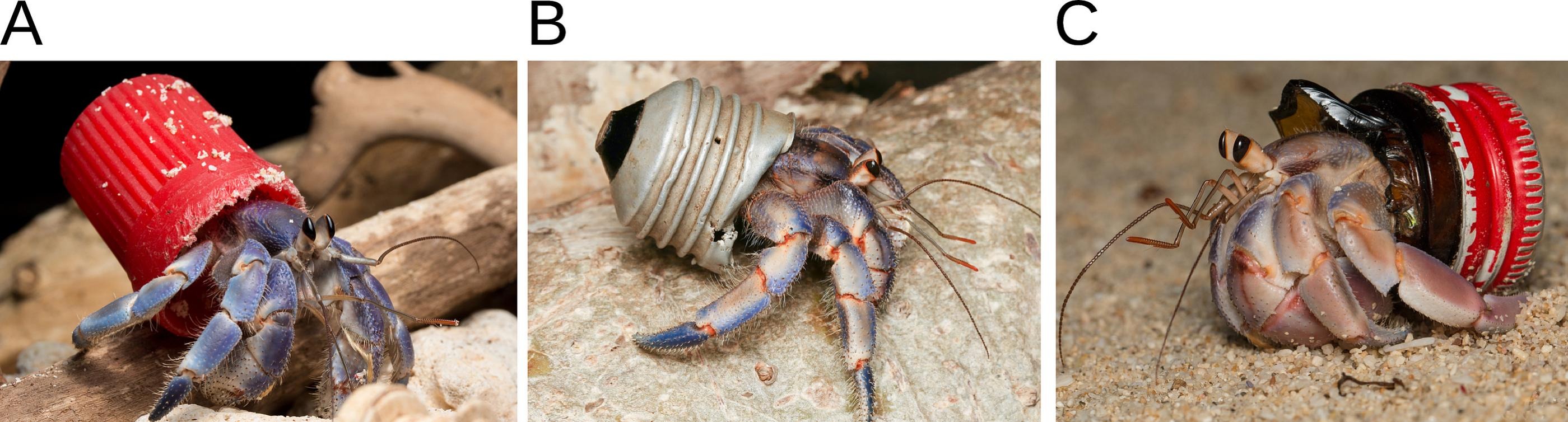 Three examples of plastic-shelled hermit crabs used in the study.