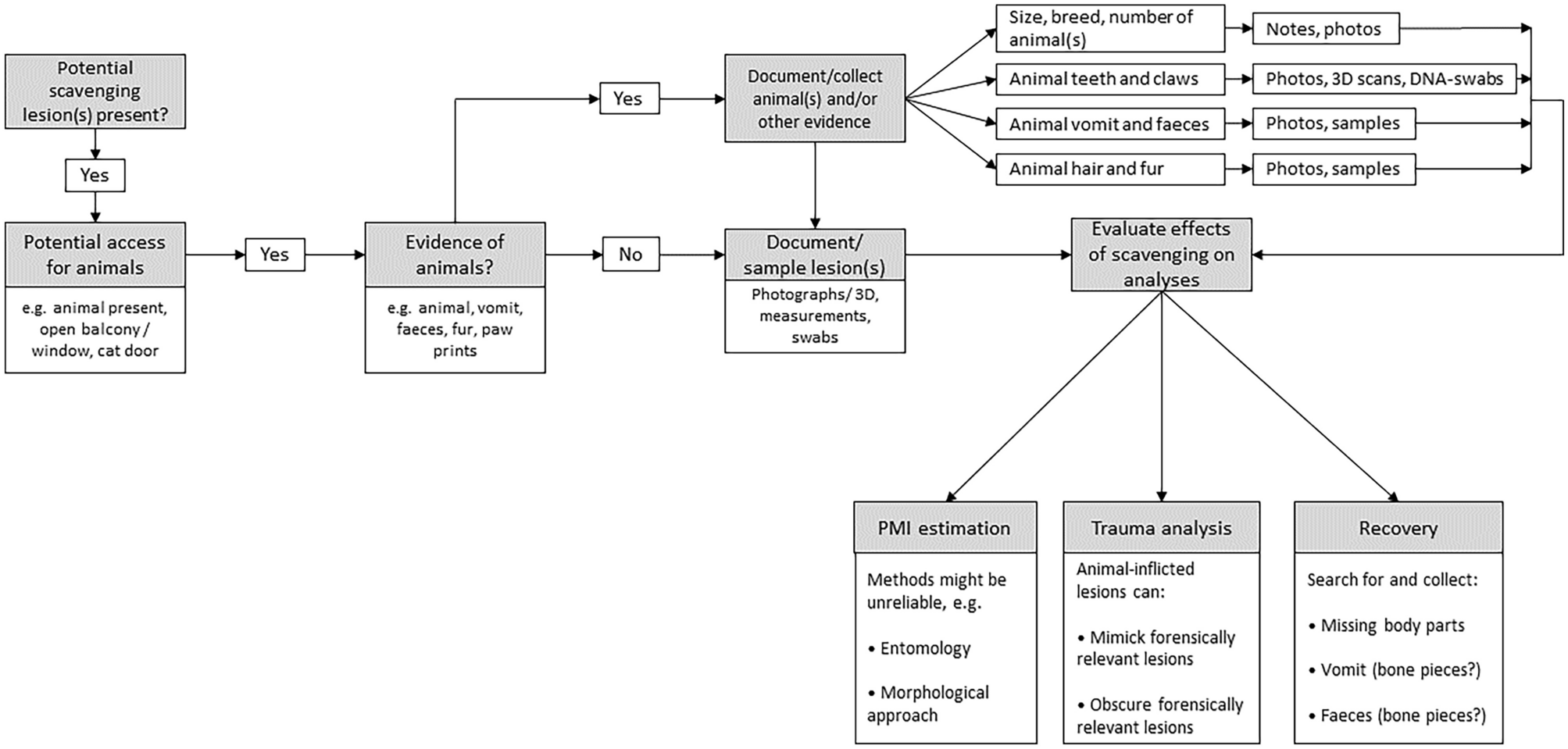 Flowchart for use at indoor forensic scenes containing human corpses with potential scavenging lesions. It shall help to identify and document evidence of scavenging, its possible influence on the analyses and further procedures at the scene