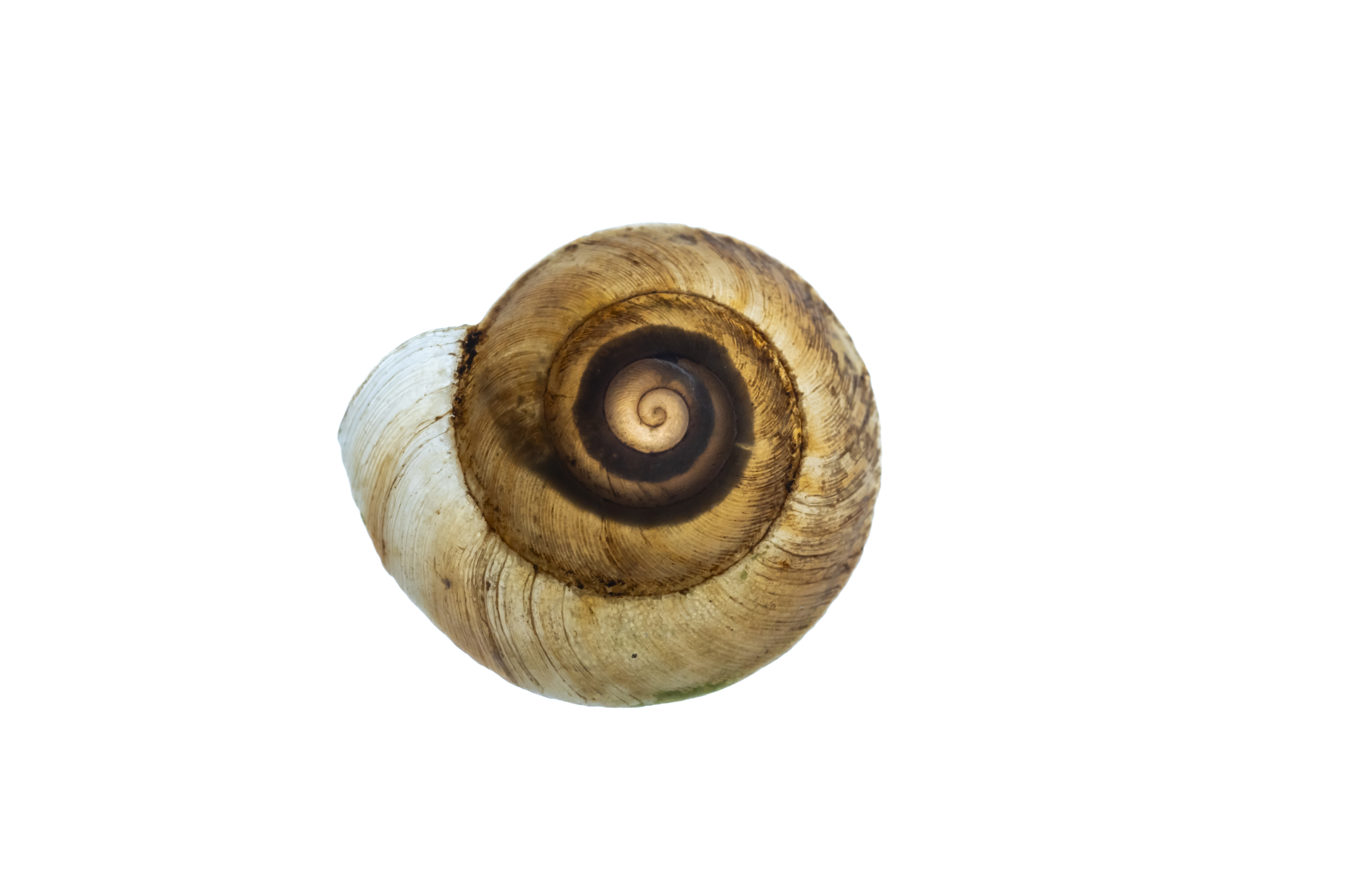 Snail shell