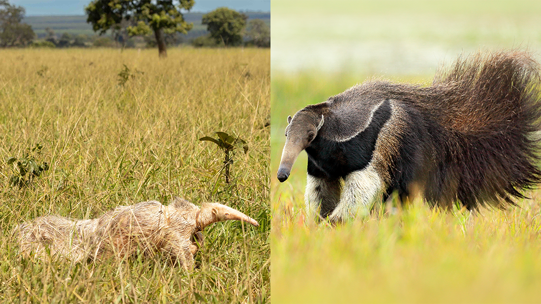 On the left Alvin is white fur in a grassy field. On the right a typically colored giant anteater.