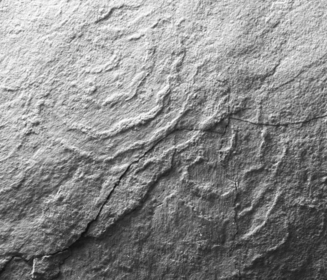All that's left is imprints, making it hard to tell the nature of whatever species is represented here. All that's left is imprints, making it hard to tell the nature of whatever species is represented here.