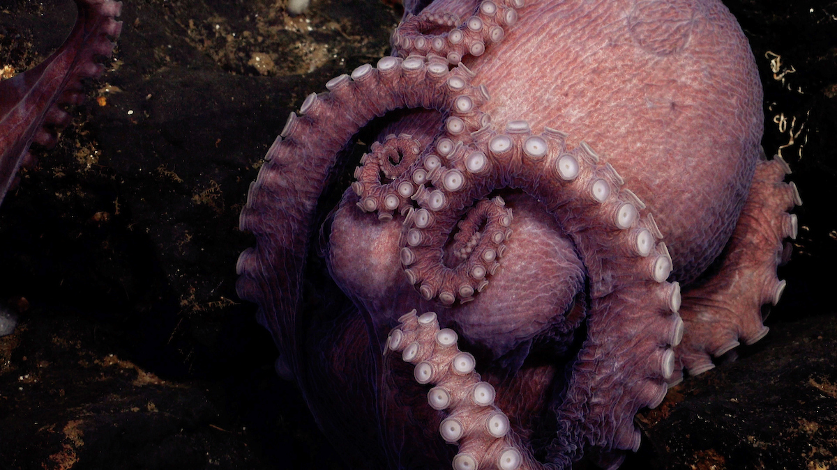 Pink octopus with tentacles over their face 