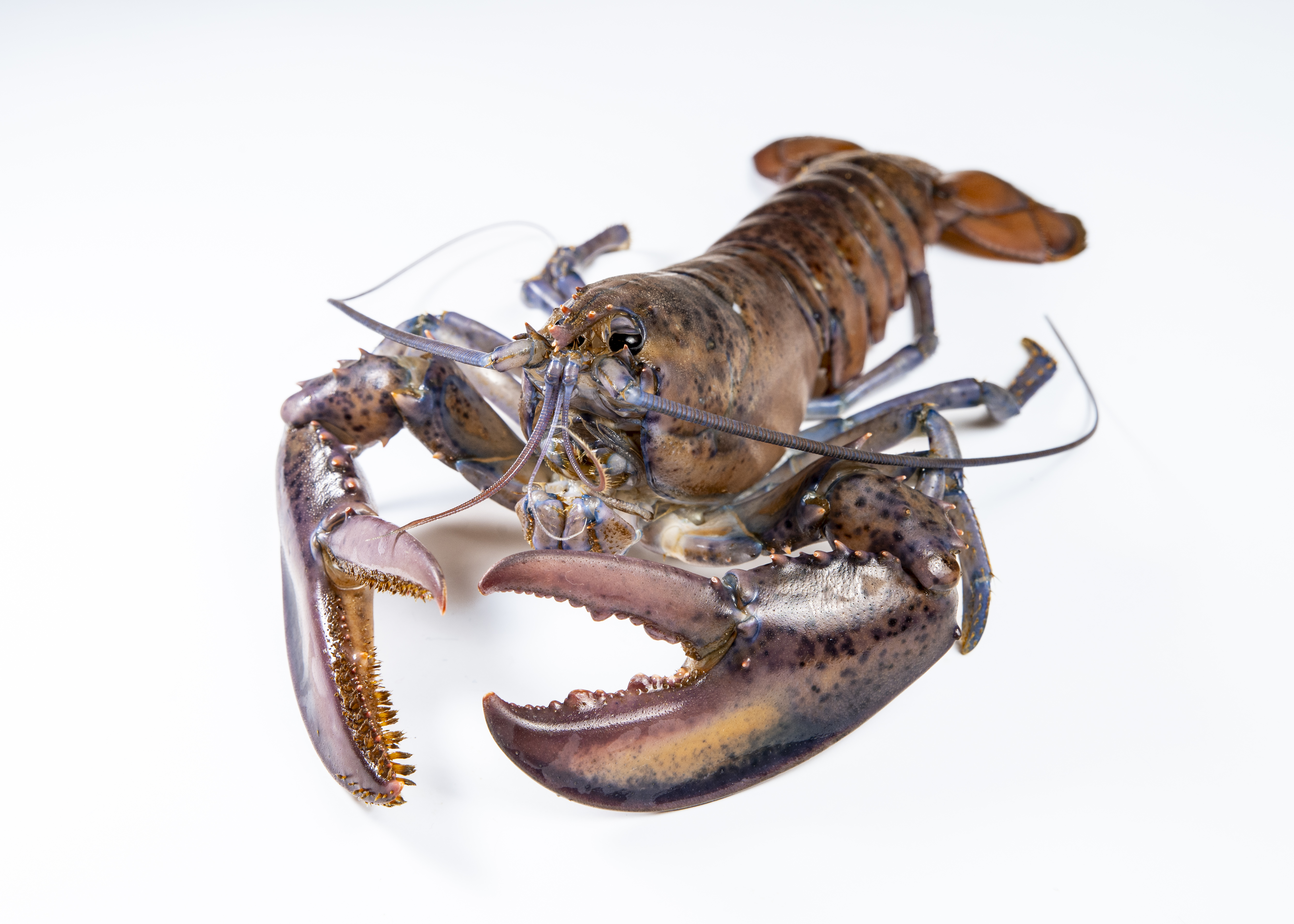 A purple/brown lobster on a white background