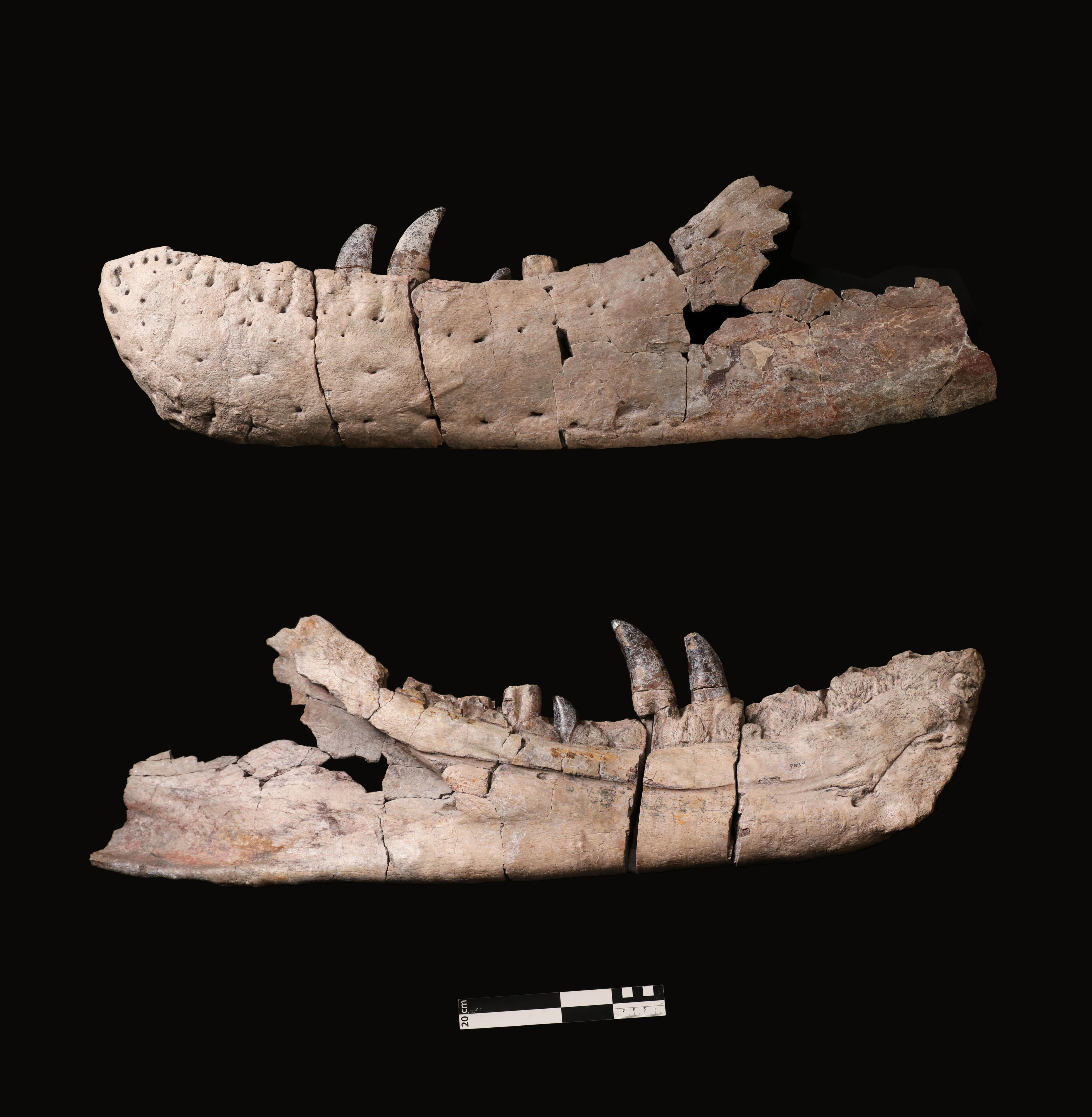 Jaw of Tyrannosaurus mcraeensis. One of top and one on the bottom of the image on a black background with a scale bar. Jaw of Tyrannosaurus mcraeensis. One of top and one on the bottom of the image on a black background with a scale bar.
