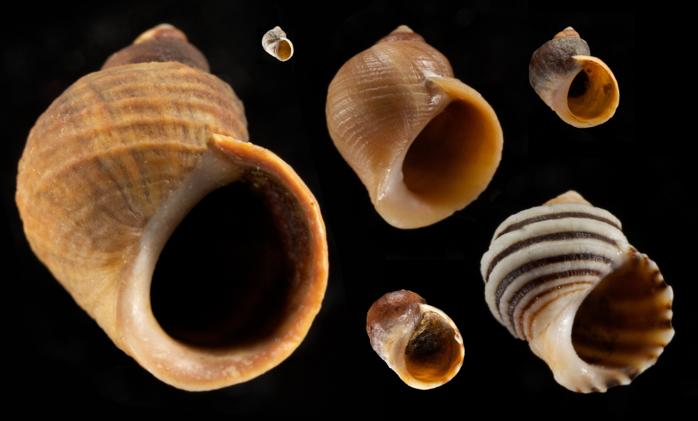 Littorina snail shell diversity