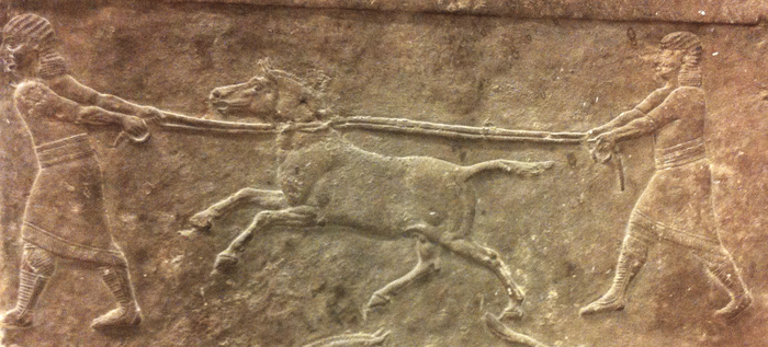 Nineveh panel “hunting wild asses” (645-635 BCE) shows hemiones being captured.