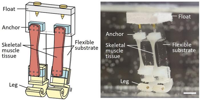 Labeled illustration and image of the “biohybrid robot”.