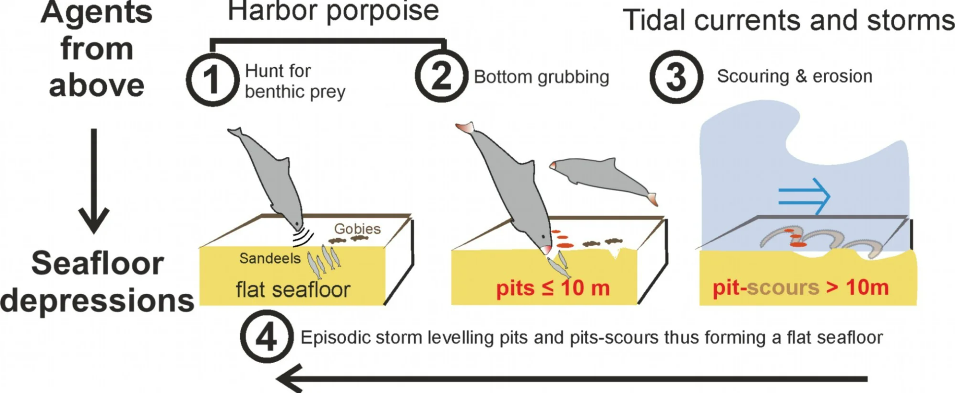 The harbor porpoise pits model schematically sketches the evolution of crater-like depressions through biological and oceanographic processes.