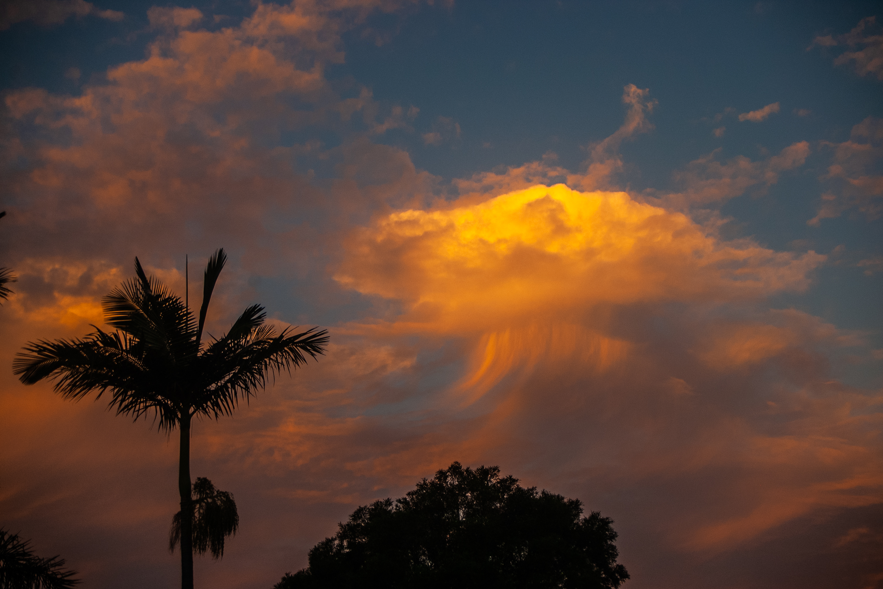 A virga cloud forming at sunset next to a palm tree