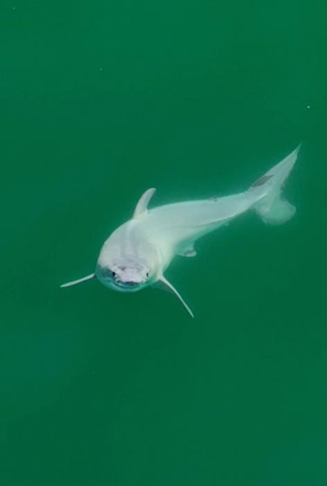 A closer version of the baby shark in question, looking cute but deadly