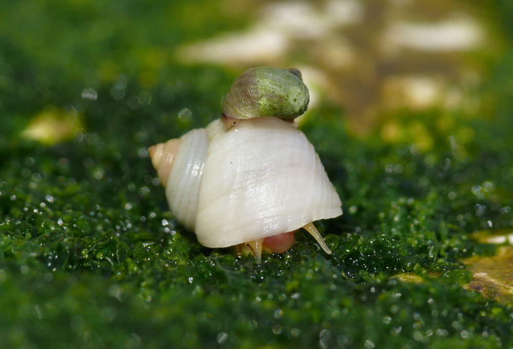 two Littorina saxatilis ecotypes