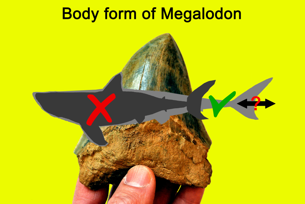 megalodon body form comparison