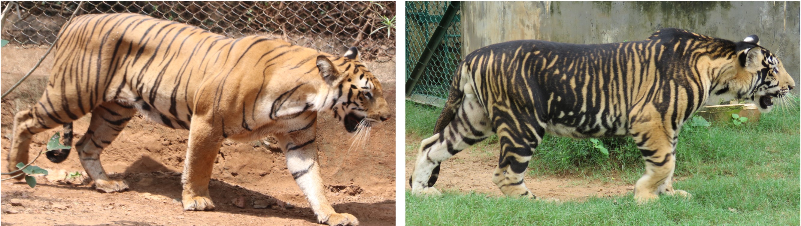 On the left a typical bengal tiger on the right an tiger showing the black pattern of the pseudomelanistic gene.