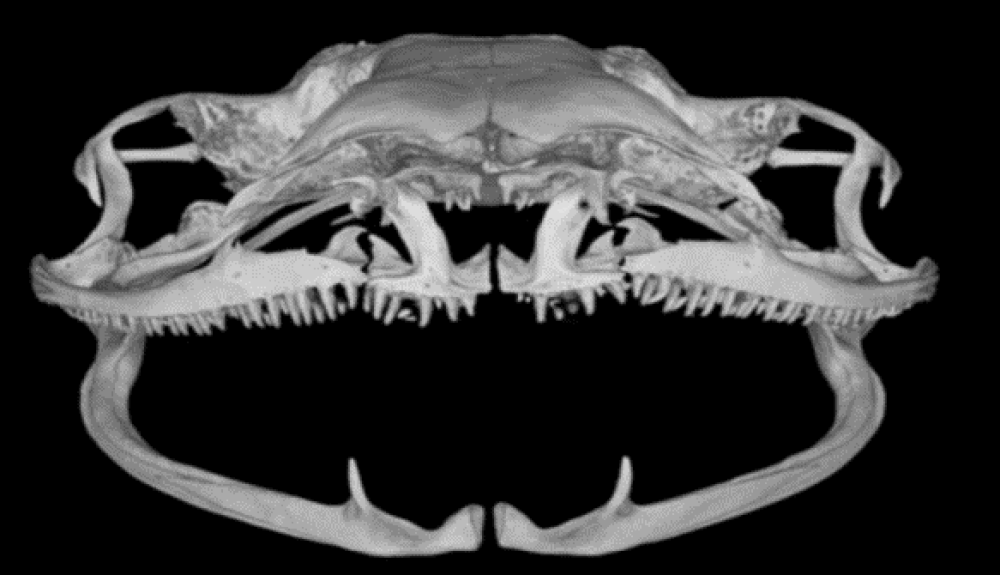 The curious jaw of saber-toothed frogs with two bony protrusions on the lower half. The curious jaw of saber-toothed frogs with two bony protrusions on the lower half.