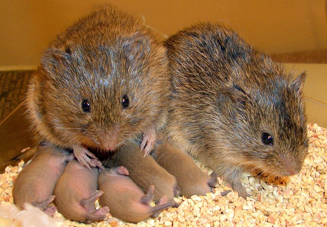 two prairie voles in a with their five babies