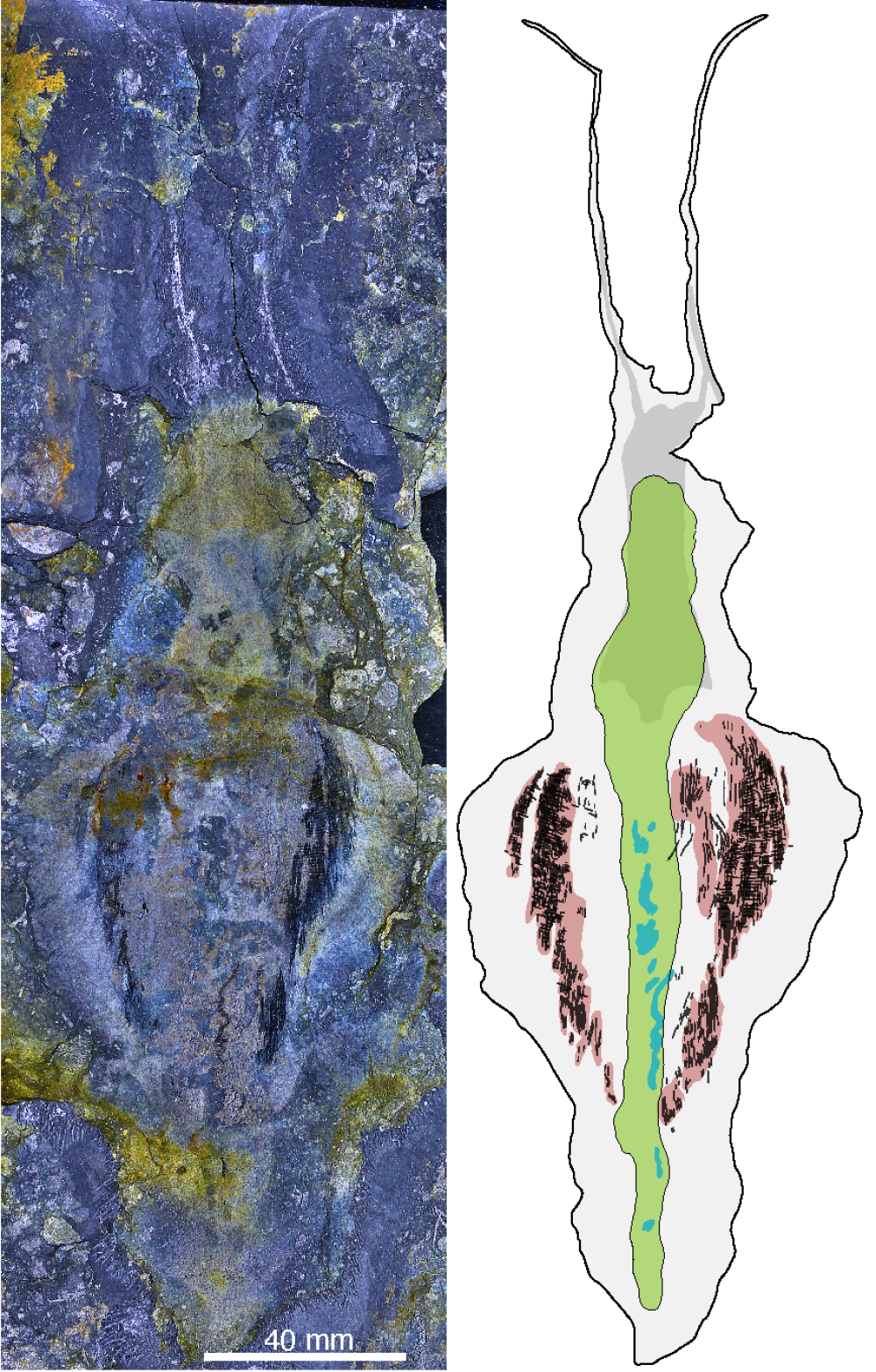 Fossil of Timorebestia koprii—the largest known specimen, almost 30 cm or 12 inches long