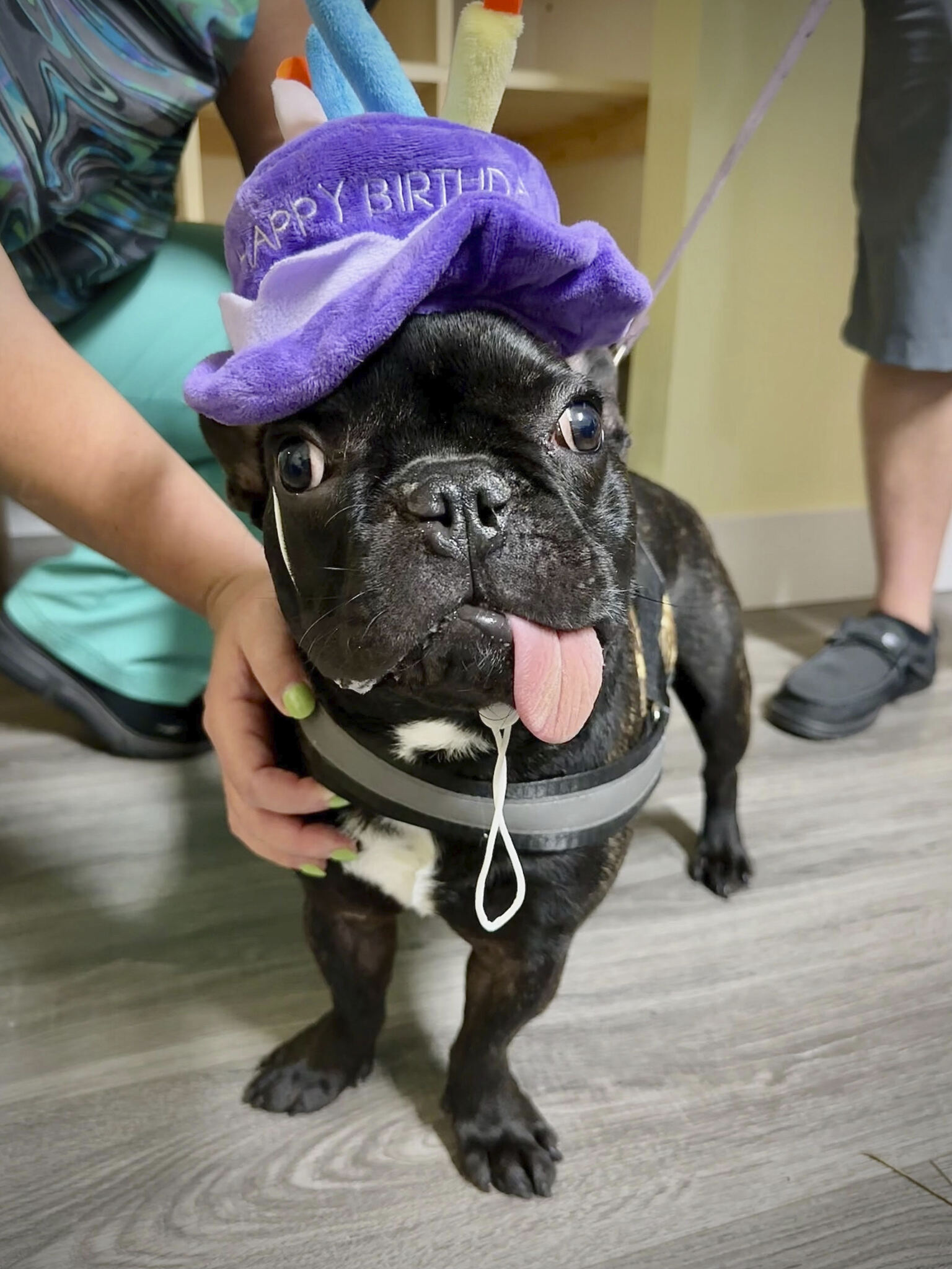 French bulldog wearing a purple birthday hat