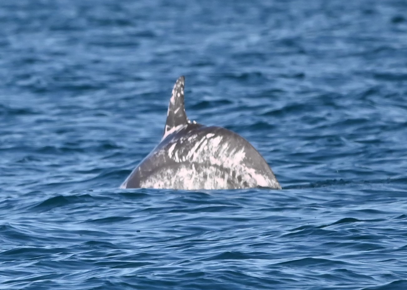 Photograph of Speckles the piebald bottlenose dolpin from the left hand side