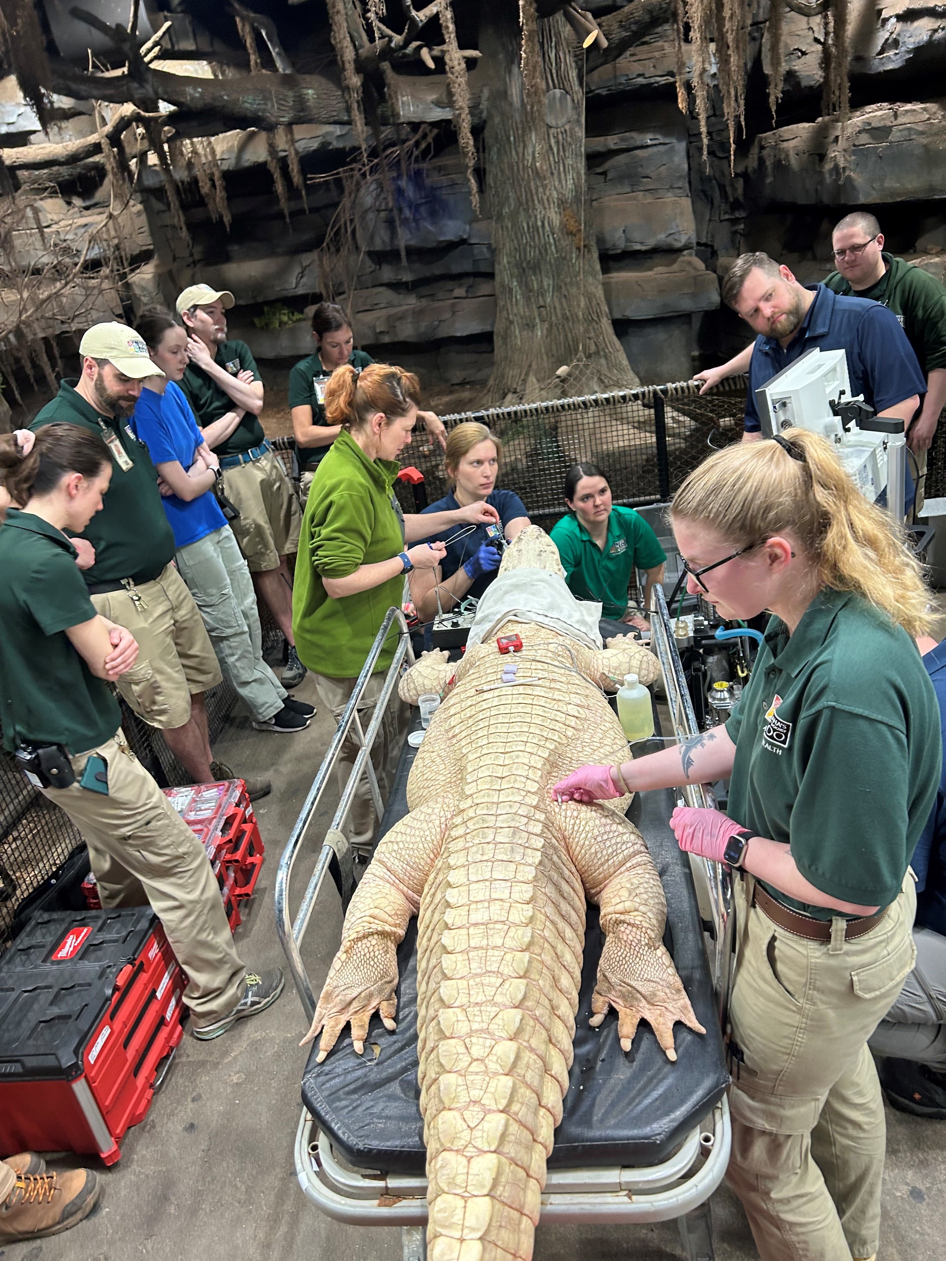 Long white alligator ona surgery table with lots of people watching and vets.