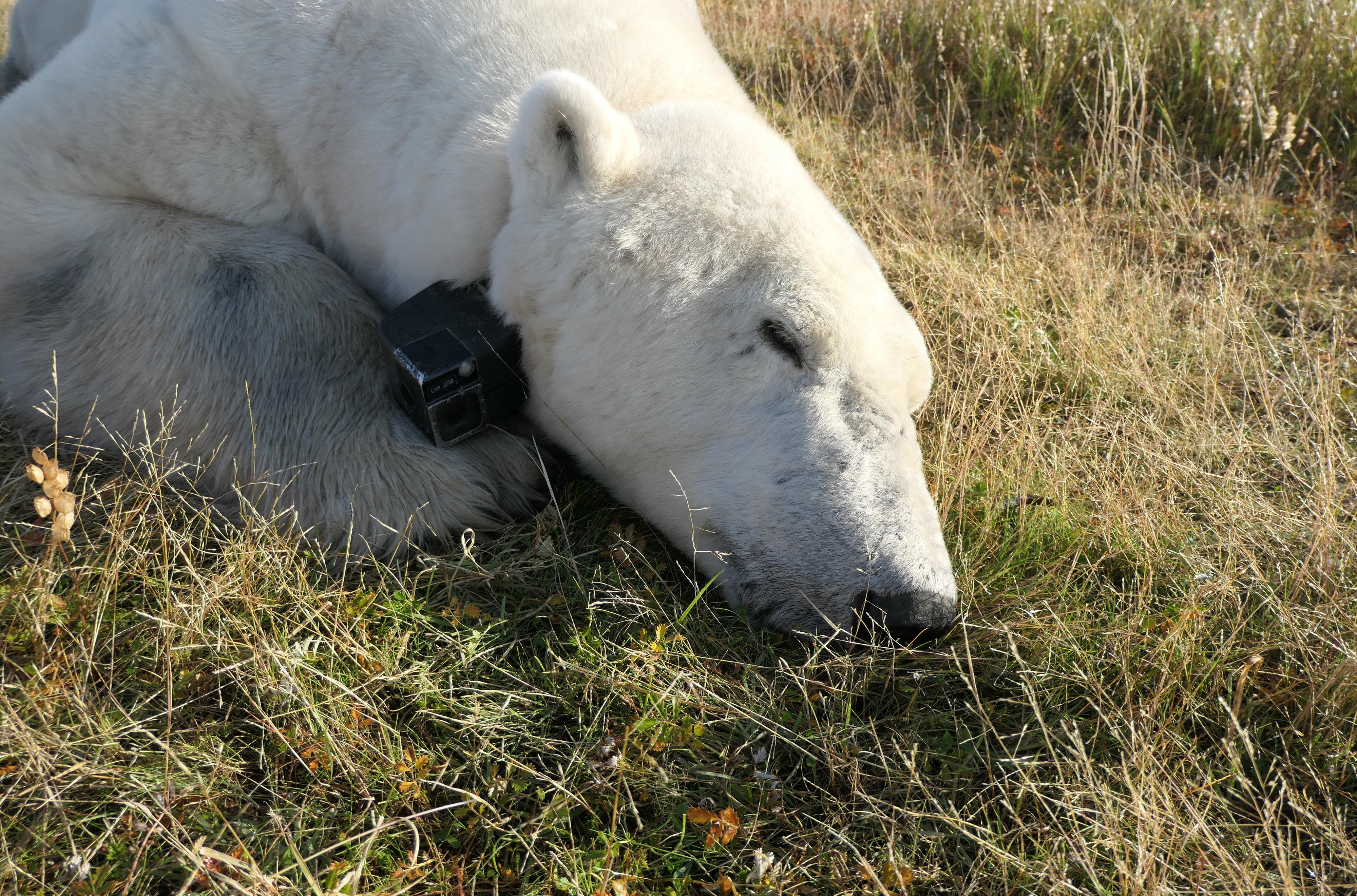 polar bear sleeping on grass with a collar camera attached to its neck