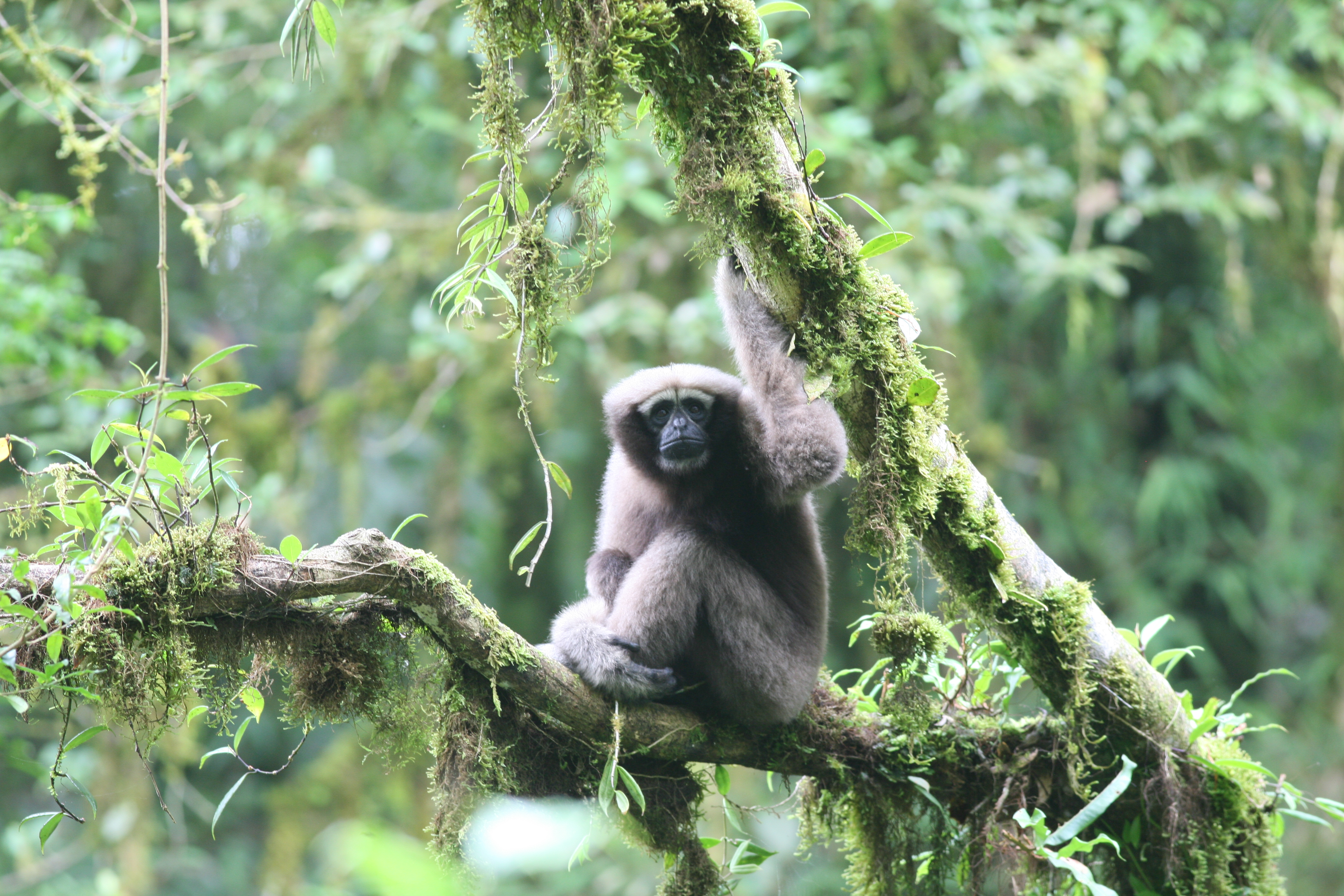 Skywalker gibbon sitting in a tree