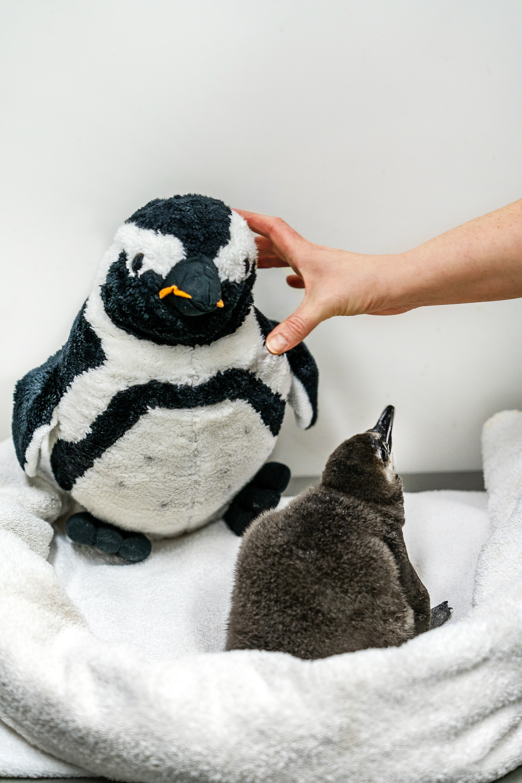 penguin chick next to penguin plushie