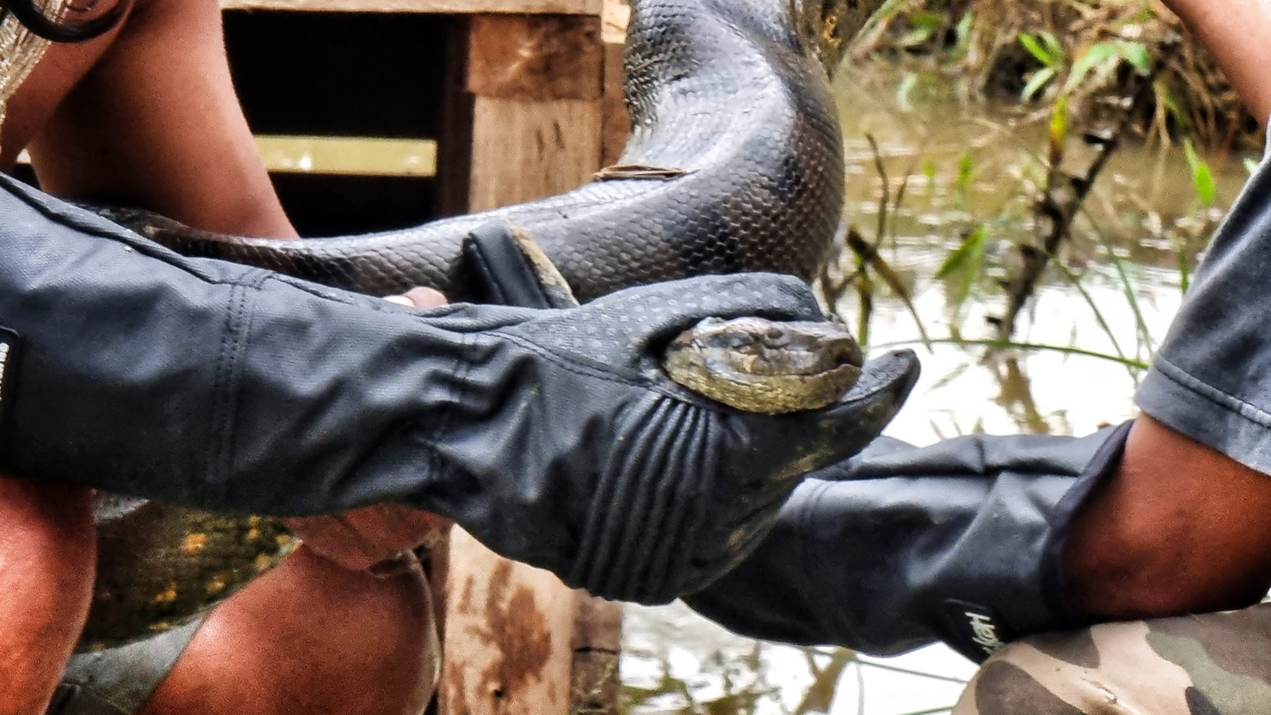 This is a relatively puny male northern green anaconda. Think how hard it would be to capture the females