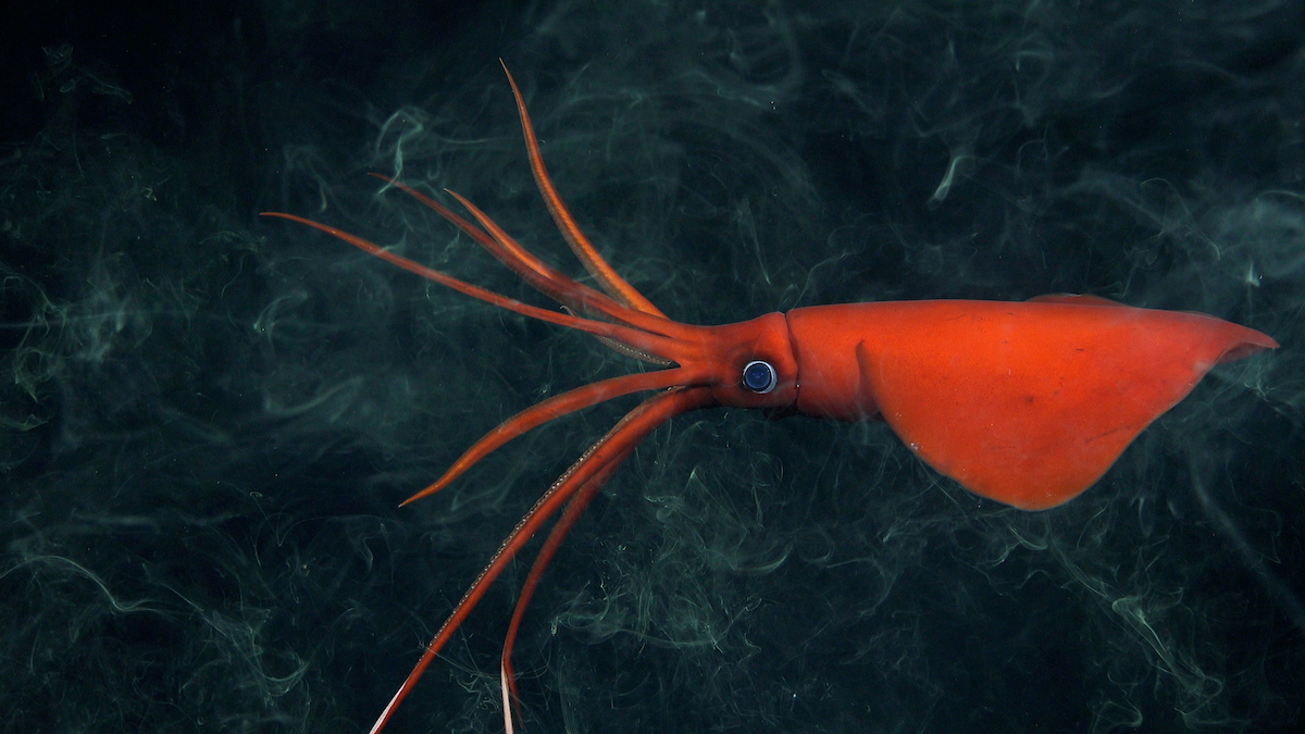 A rarely-seen whiplash squid (Mastigoteuthis) documented at 1,105 meters (3,625 feet) depth