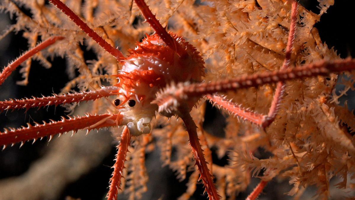 A squat lobster - likely to be a new species - documented in coral at a depth of 669 meters (2,194 feet)