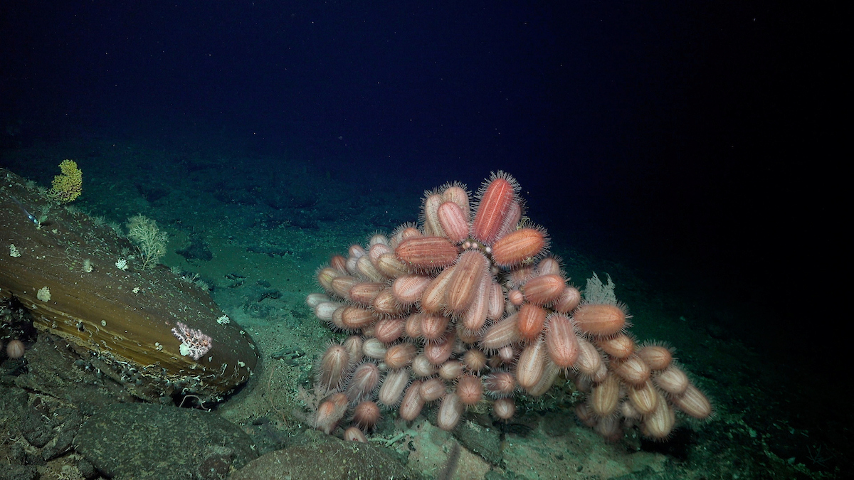 Oblong Dermechinus urchins documented at a depth of 516 meters (1,692 feet)