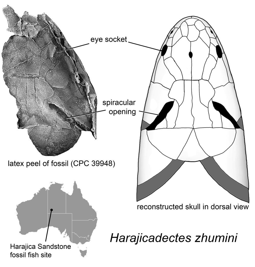 The spiracle anatomy of Harajicadectes
