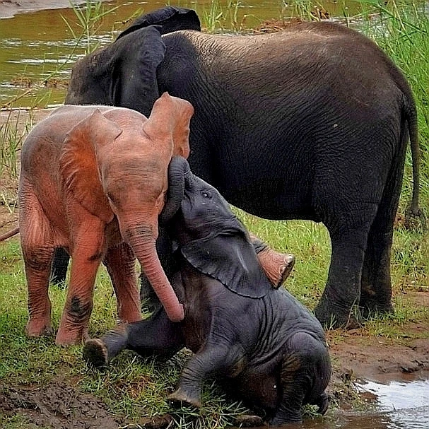 Albino and typical elephant calves playing on the side of a river bank. The grey elephant calf is almost sat on the group with its trunk press to the other calves head.