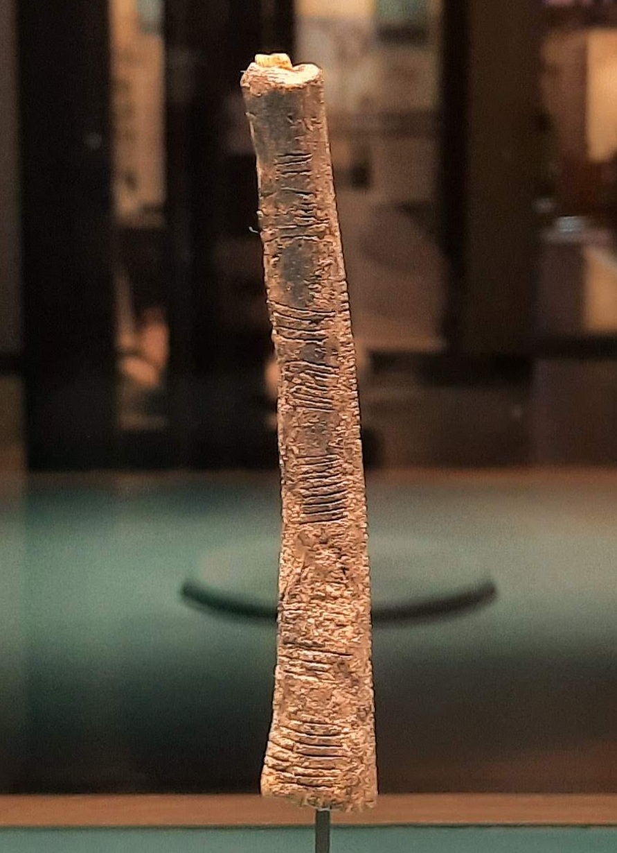 The Ishango Bone on display at the Royal Belgian Institute of Natural Sciences