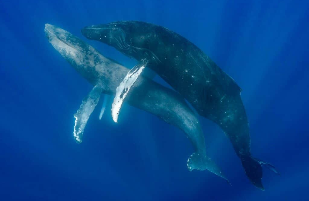 Humpback A has formed an S shape, suspected of being associated with stress or avoiding danger