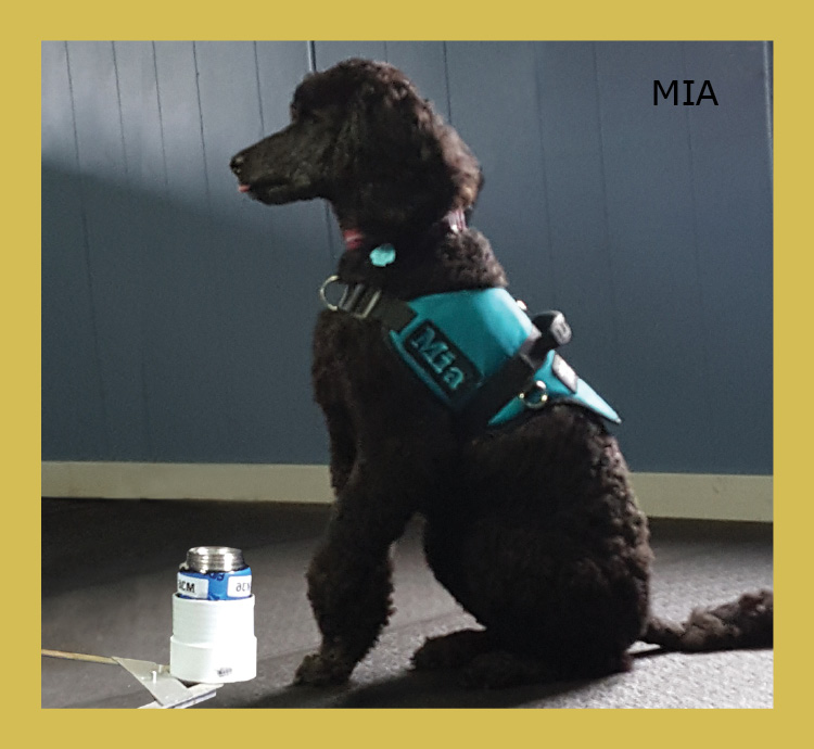 black poodle-like dog sitting with one paw off the ground and her tongue out; there is a sample jar in front of her and she is wearing a blue harness with the name 