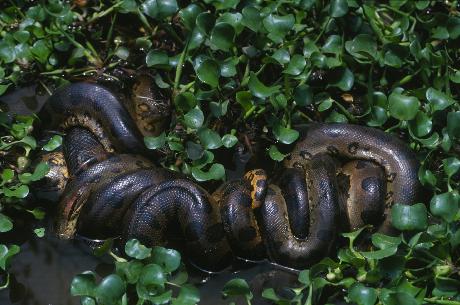 It's not obvious from this mating ball, but the female green anacondas are far bigger than their suiters