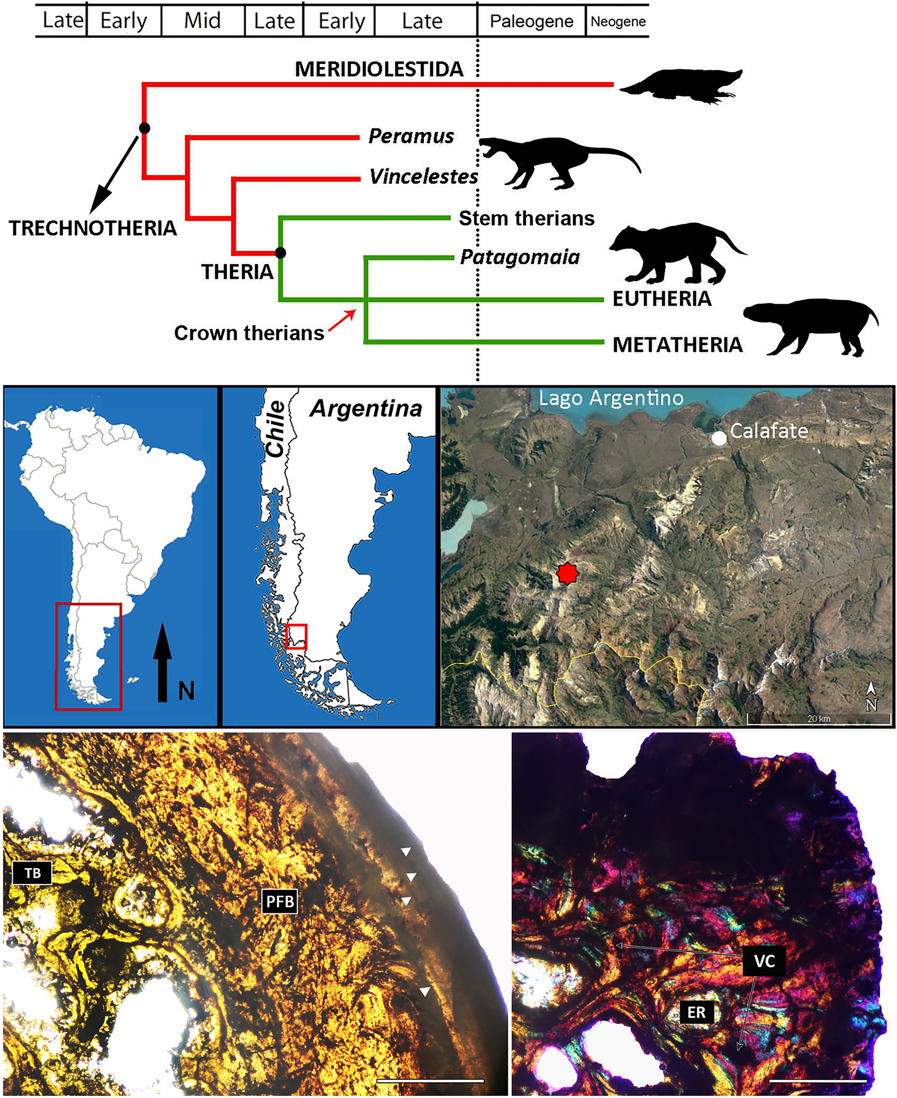 Cladogram showing the phylogenetic affinities of Patagomaia chainko, geographic location and paleohistological images, Map showing the fossil locality, Transverse section of the femur (left),  tibia (right) in polarized light with lambda compensator. 