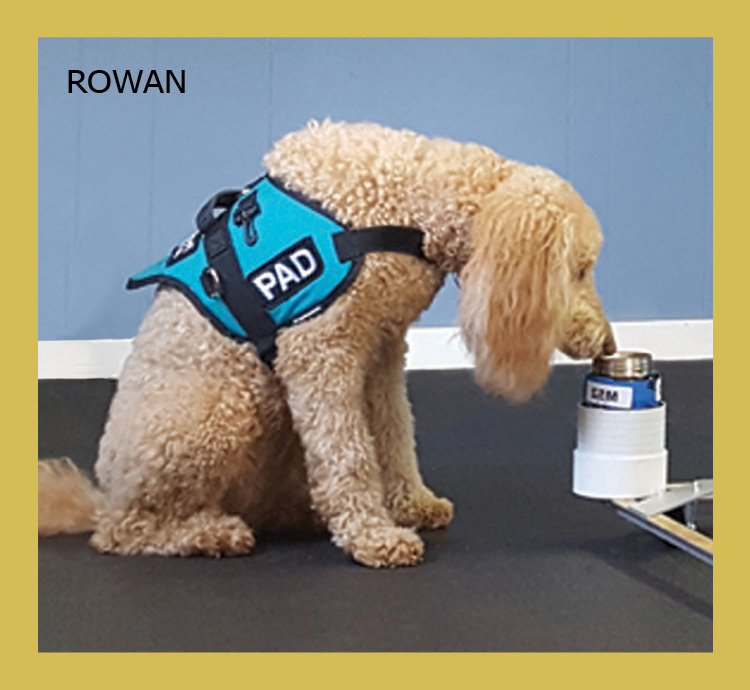 sandy colored dog with curly coat and floppy ears sniffing a sample jar wearing a blue harness with the label 