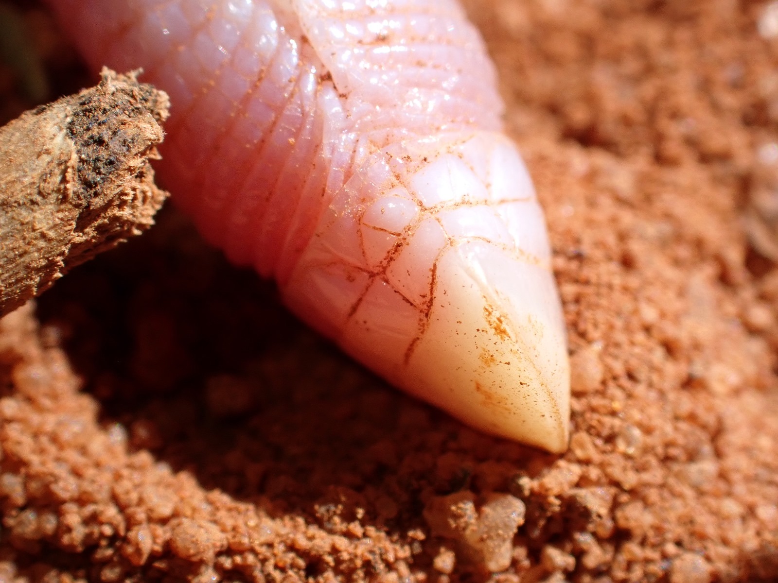 snout of a Somali sharp-snouted worm lizard 