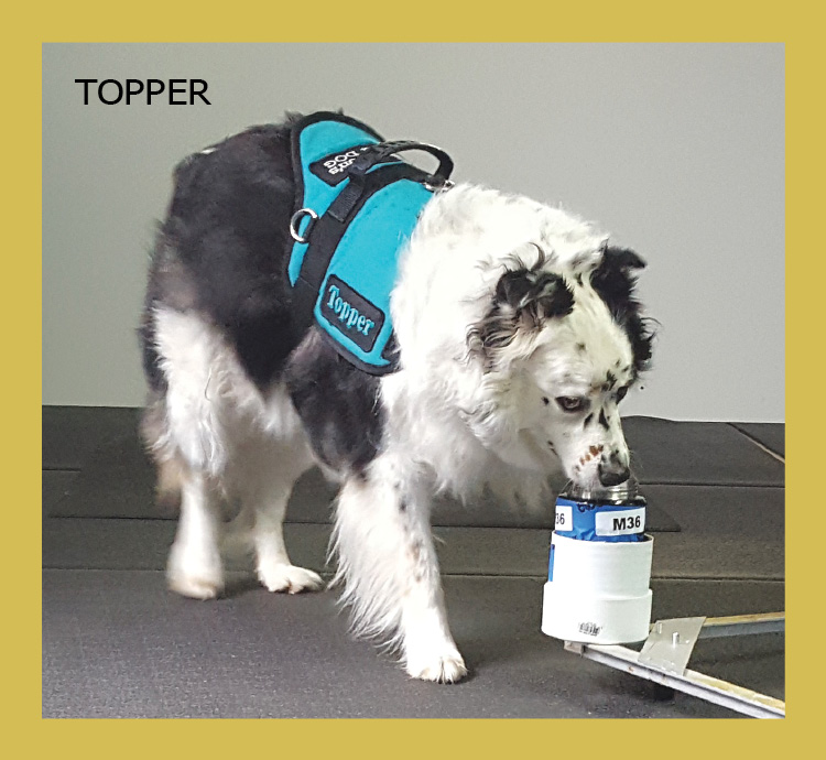 black and white, large dog sniffing a sample jar wearing a blue harness with the name 