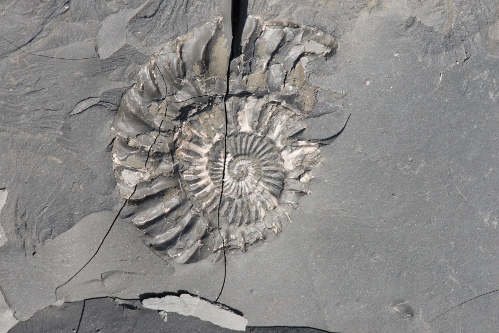 an ammonite on the jurassic coast